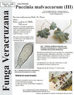 Puccinia  malvacearum (III)