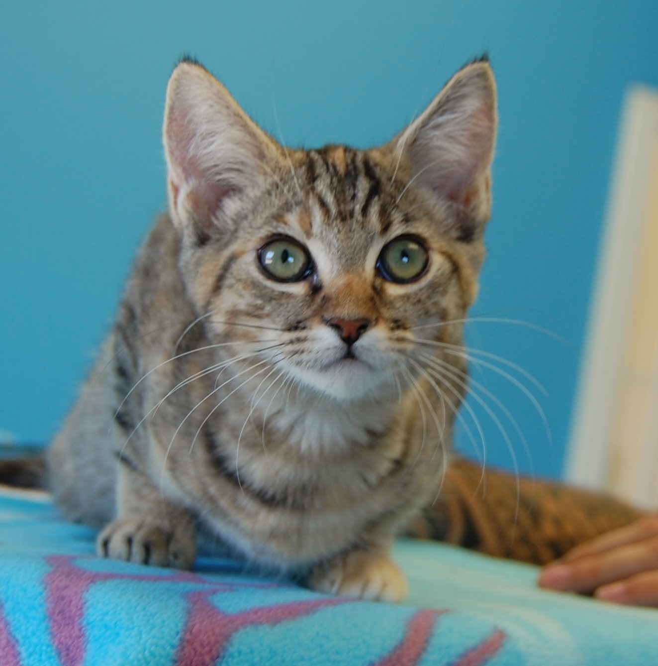 15 rescued kittens ready for adoption today!