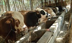 Hasil gambar untuk ternak sapi