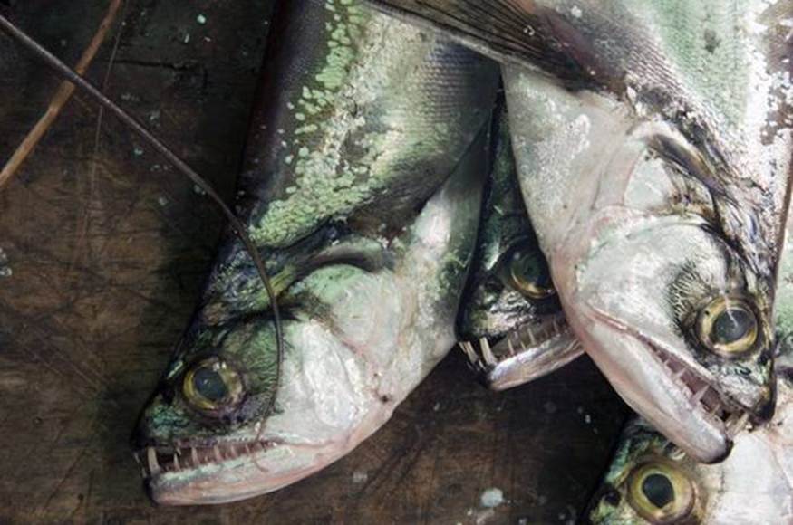 Почему рыбы опасны для человека