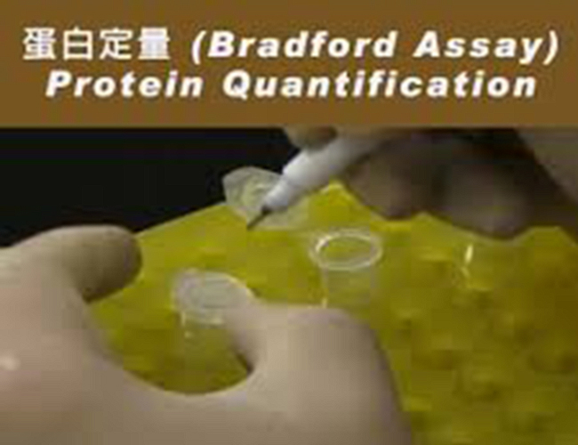 蛋白定量 Protein Quantification