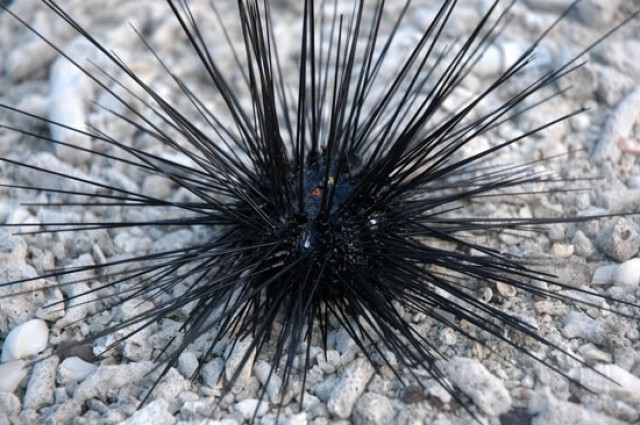 matasiswa.com: Hewan Laut unik yang Menyerupai Buah Rambutan.