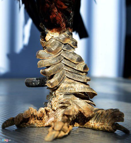 Chum anh: Trai ga vay rong o Sai Gon duoc dan choi san lung - Anh 9