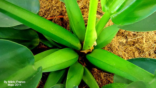 Meu Cantinho Verde: PACOVÁ - ( Philodendron martianum )