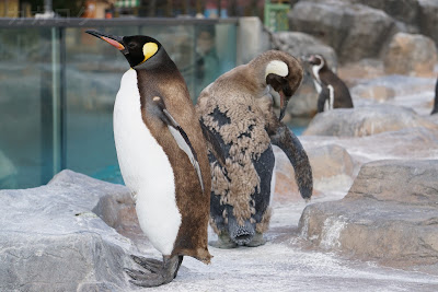 東武動物公園のキングペンギン