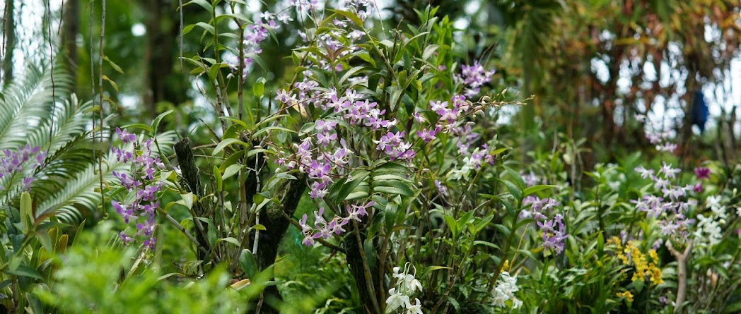 Orchids Flowers Pictures Bulbophyllum Vanda Cattleya Cymbidium Phalaenopsis Dendrobium Culture Care