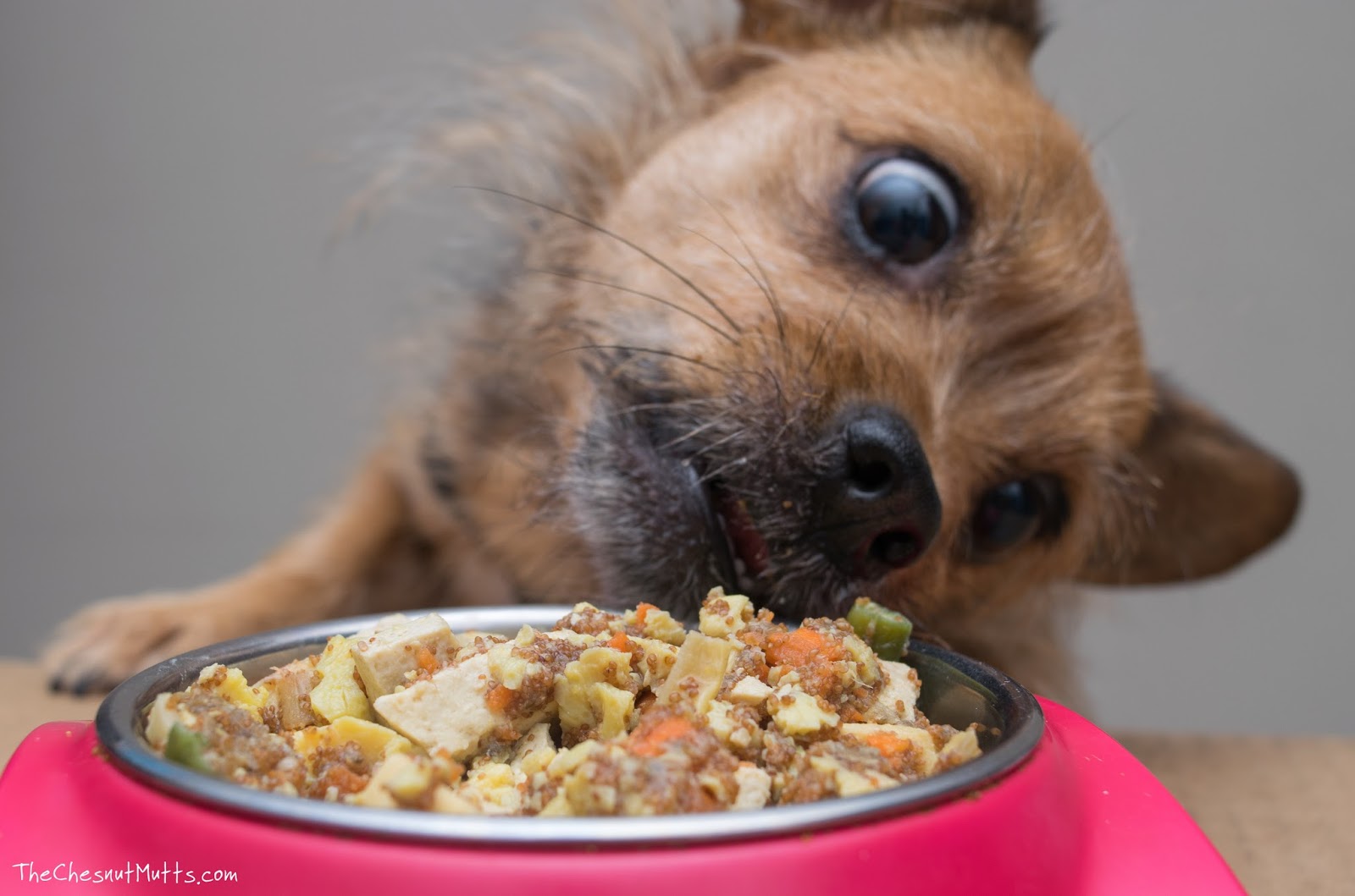 Review Fresh Dog Food Delivered to Your Doorstep with NomNomNow The