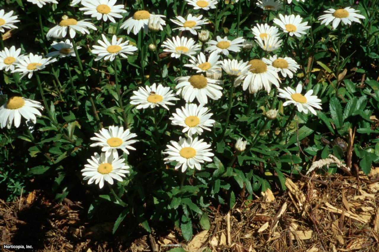 Hello USA montauk daisy