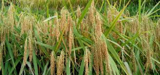tanaman padi
