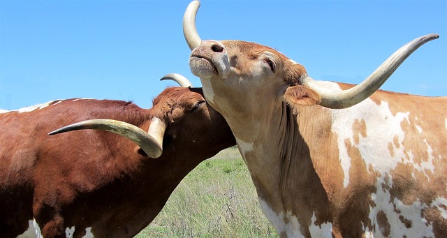 Asuransi Hewan Jasindo Akan Ganti Sapi Yang Mati Berita Asuransi