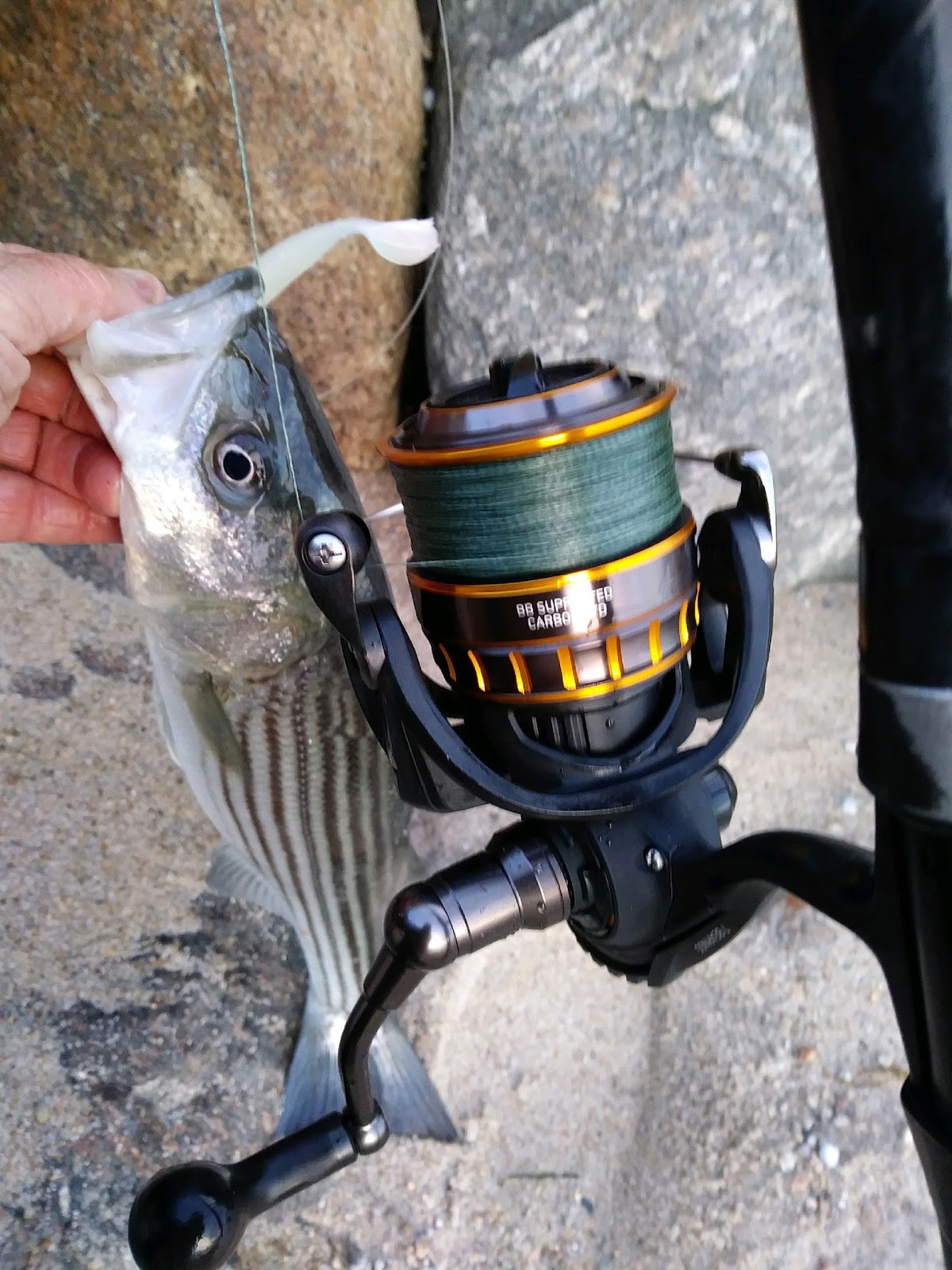 Rhode Island Striped Bass: Daiwa BGBest Reel for the Price