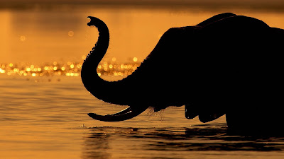 Beautiful HD Elephant Wallpaper 