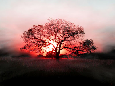 red tree hd wallpaper