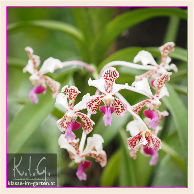 Klasse Im Garten Page 7 Chan 9849358 Rssing Com