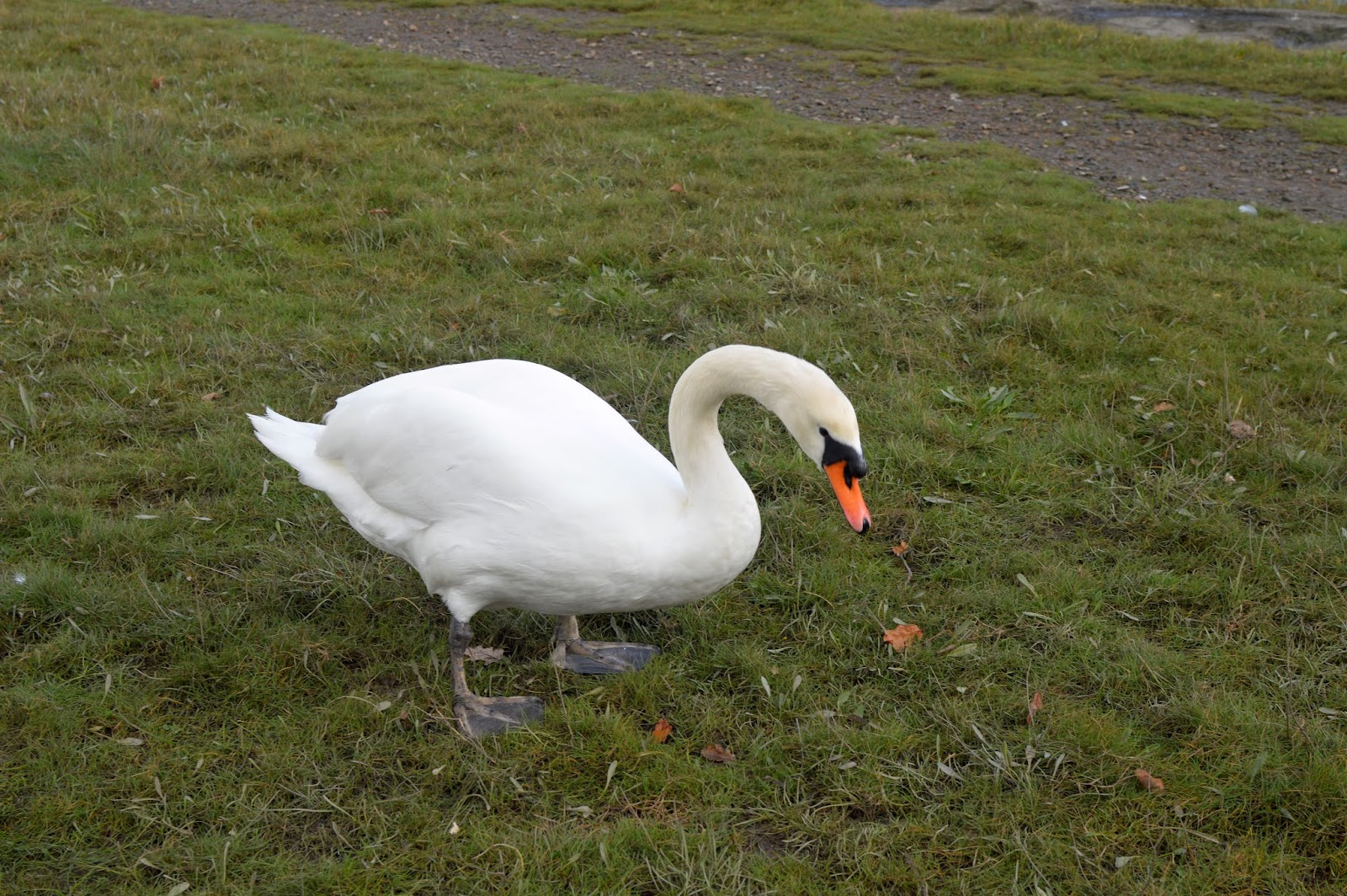 , Feeding the Swans at Westfield Pill,  Neyland Marina