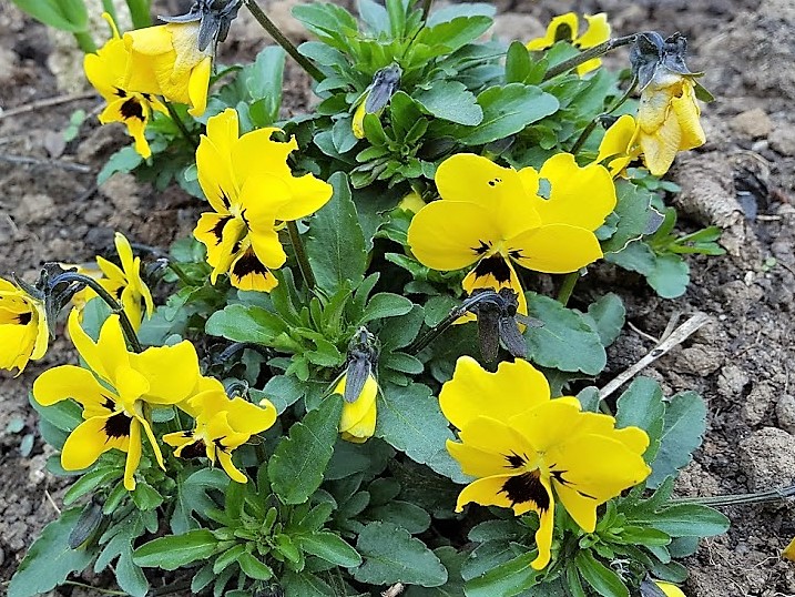 WHAT IS EATING THE FLOWERS ON PANSIES AND VIOLAS? The Garden of Eaden