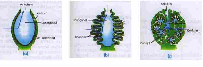 Animalia Bagian 2 Hewan Berpori Porifera Your Chemistry A
