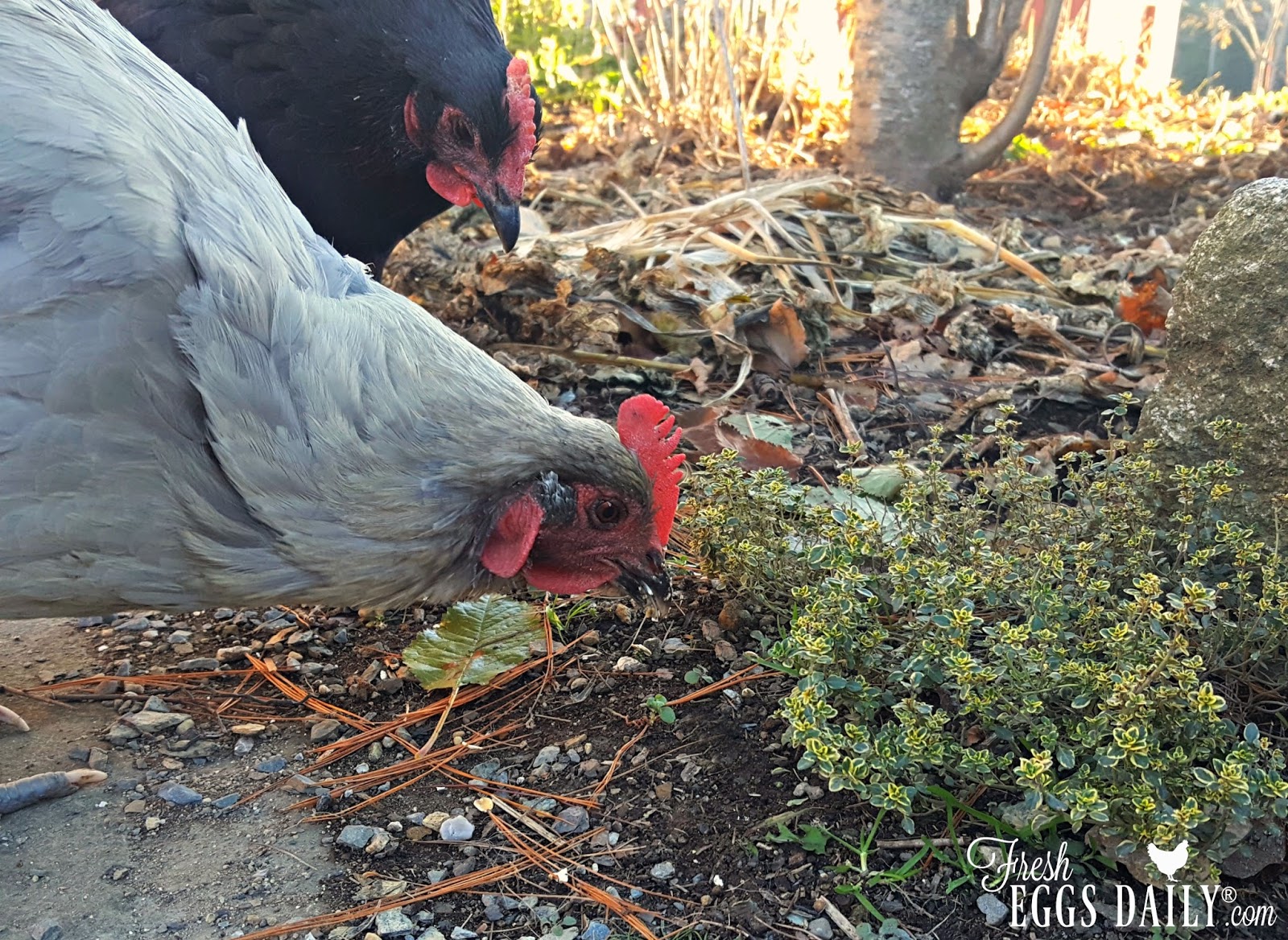 Adding Thyme to Chicken Feed for a Natural Immune System Boost Fresh
