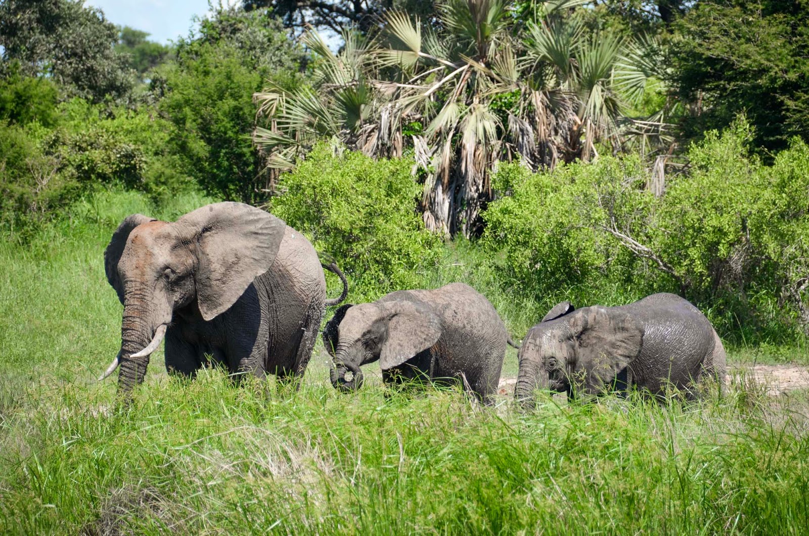 elephants in kruger national park