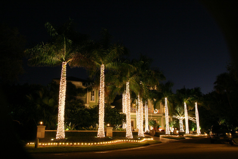 Phillip S Natural World Christmas Palm Trees