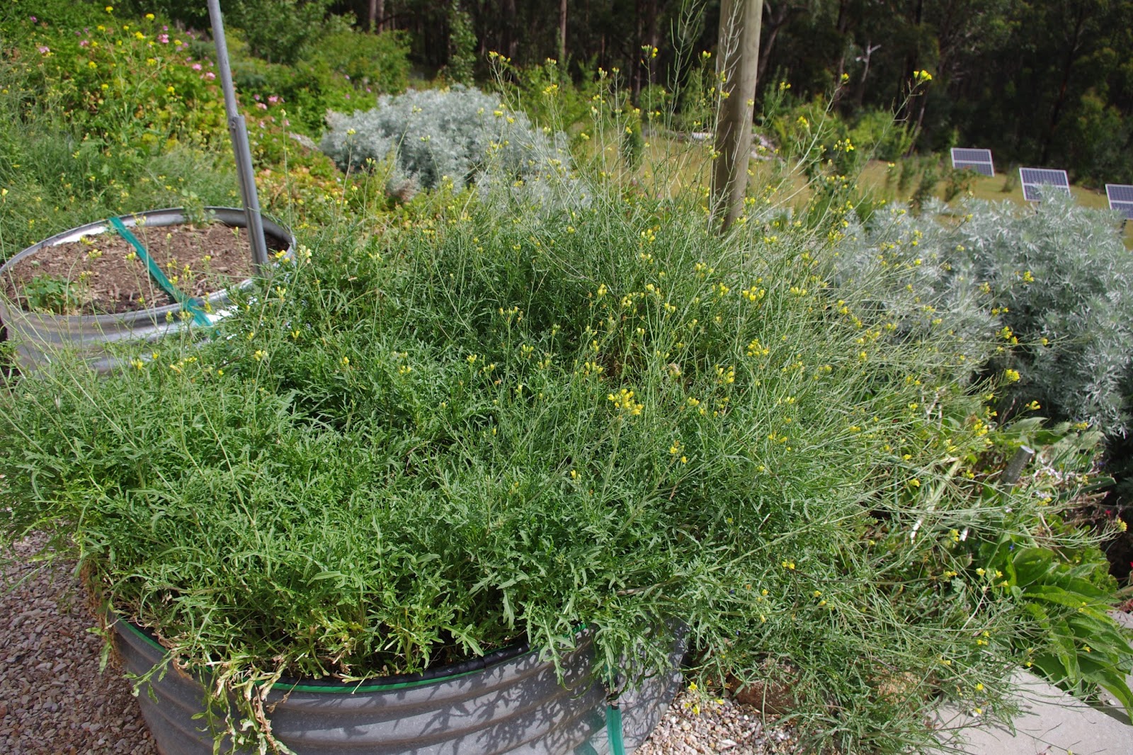 Free Rancid Rar Indestructible Programs