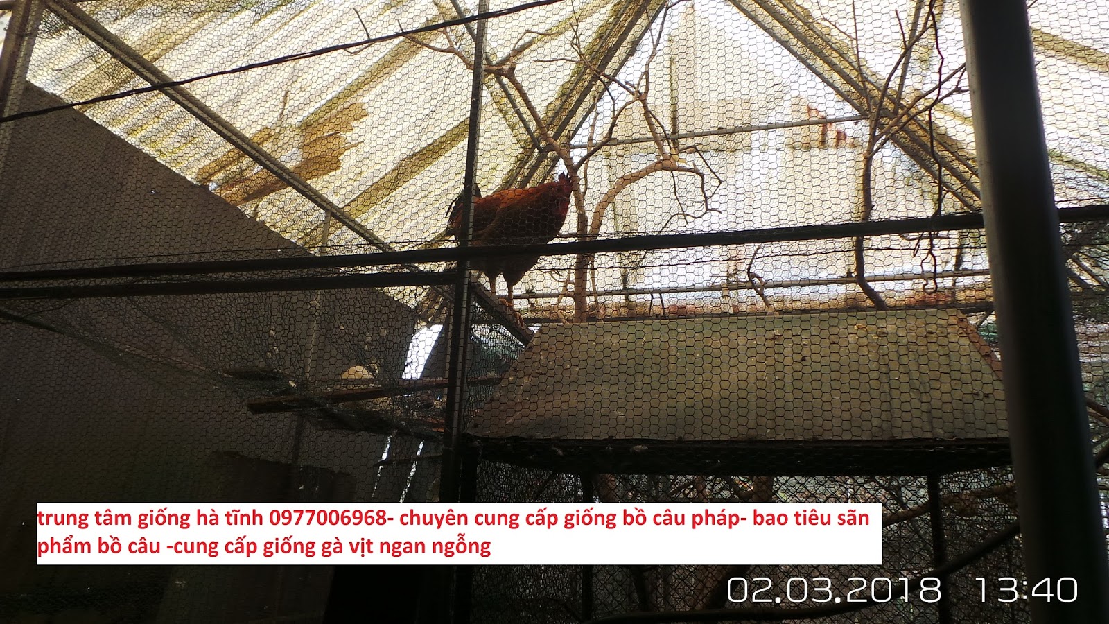 20 các loài chim cảnh nhỏ thường nuôi trong nhà ở Việt Nam