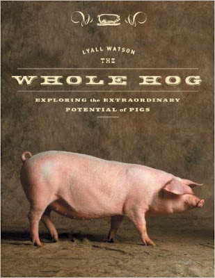 pork pig hog