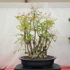 Mengenal Tanaman Hias Bonsai Bambu Kuning