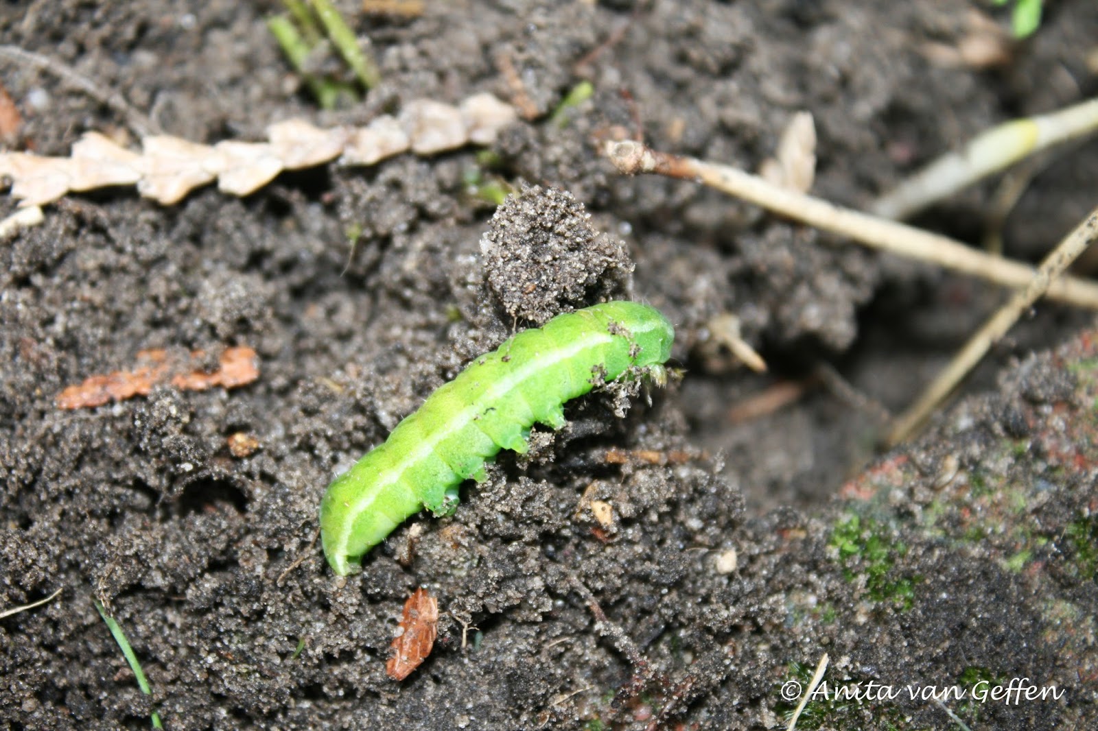 NatuurfotografieAnita'sArt Groene rups (van de agaatvlinder) in mijn tuin