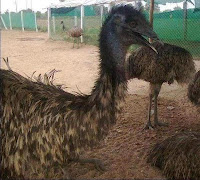 Emu Farming in Gujarat