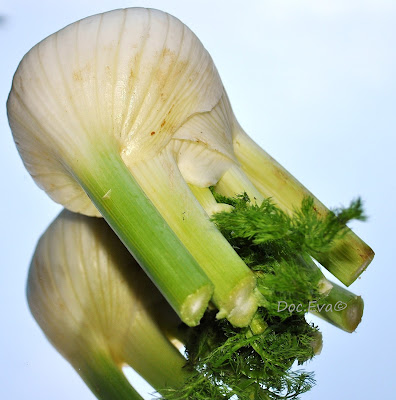 Fenchelknolle (Foeniculum vulgare)