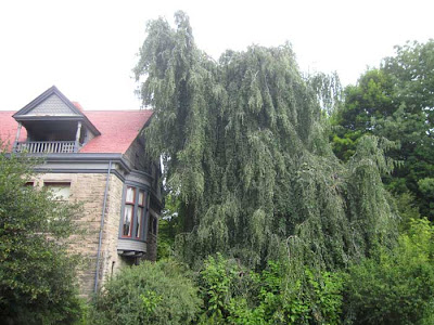 Twisted and weeping tree, next to gray and red house