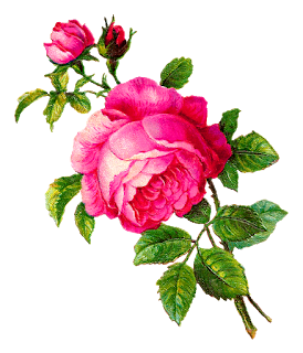 Antique Images: Digital Rose Illustration Pink Flower Botanical Clip Art
