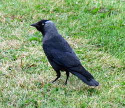 chimney bird sweep jackdaw eurasian