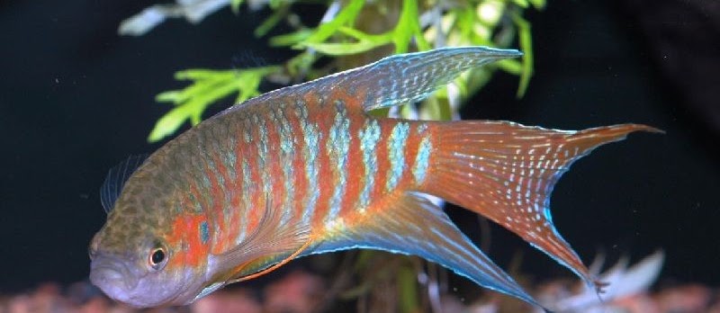 Budidaya Ikan Hias Paradise (Paradisefish)