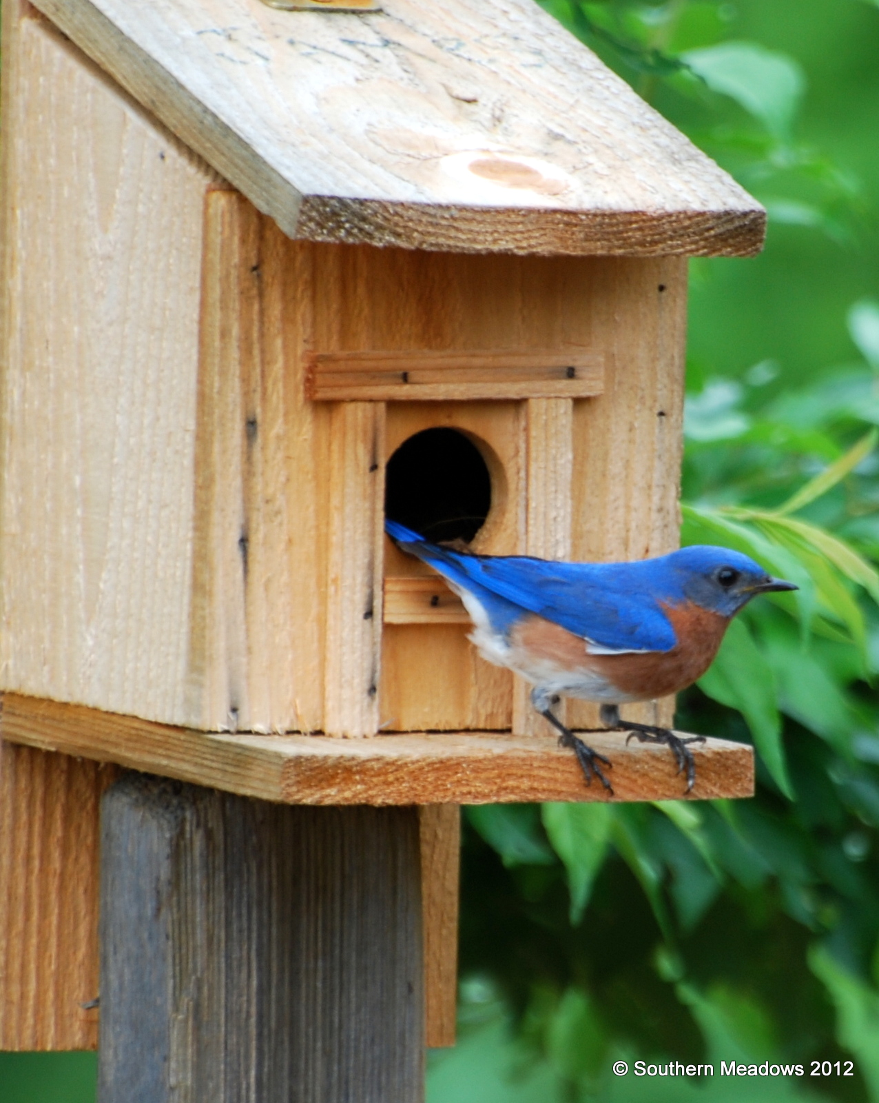 We have babies and eggs!