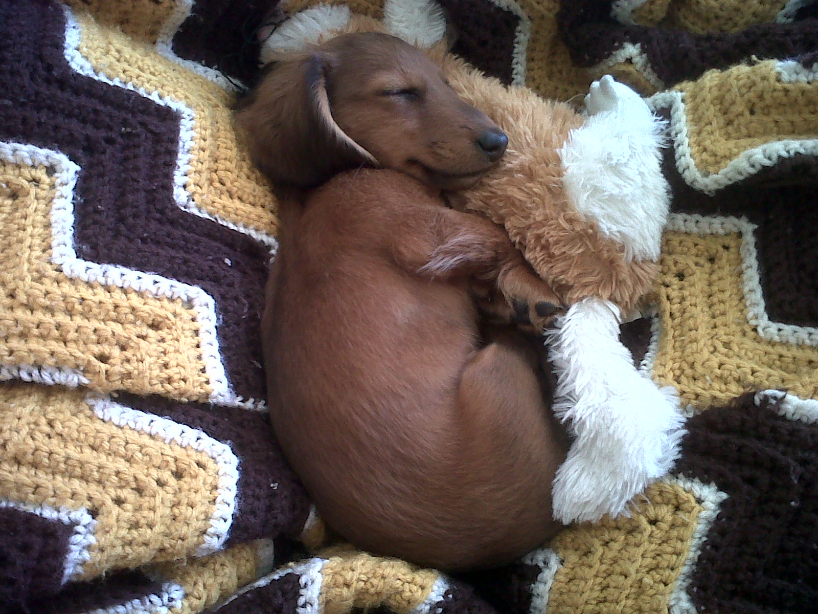Do Dogs Play With Soft Toys Do Dogs Play With Soft Toys