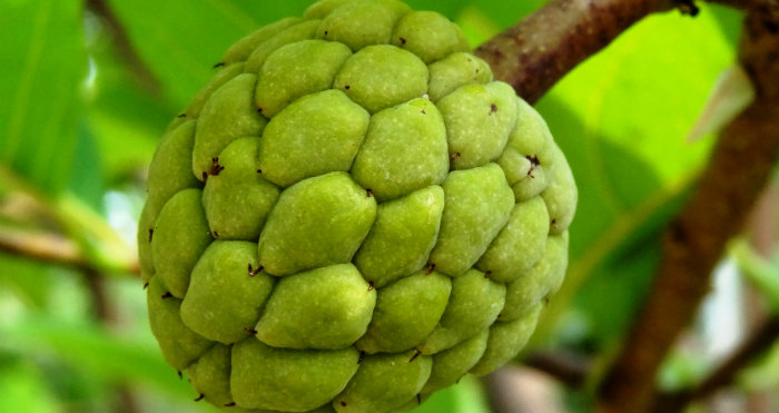 Mengatasi Masalah Diare dengan Buah Srikaya Mengatasi Masalah Diare dengan Buah Srikaya