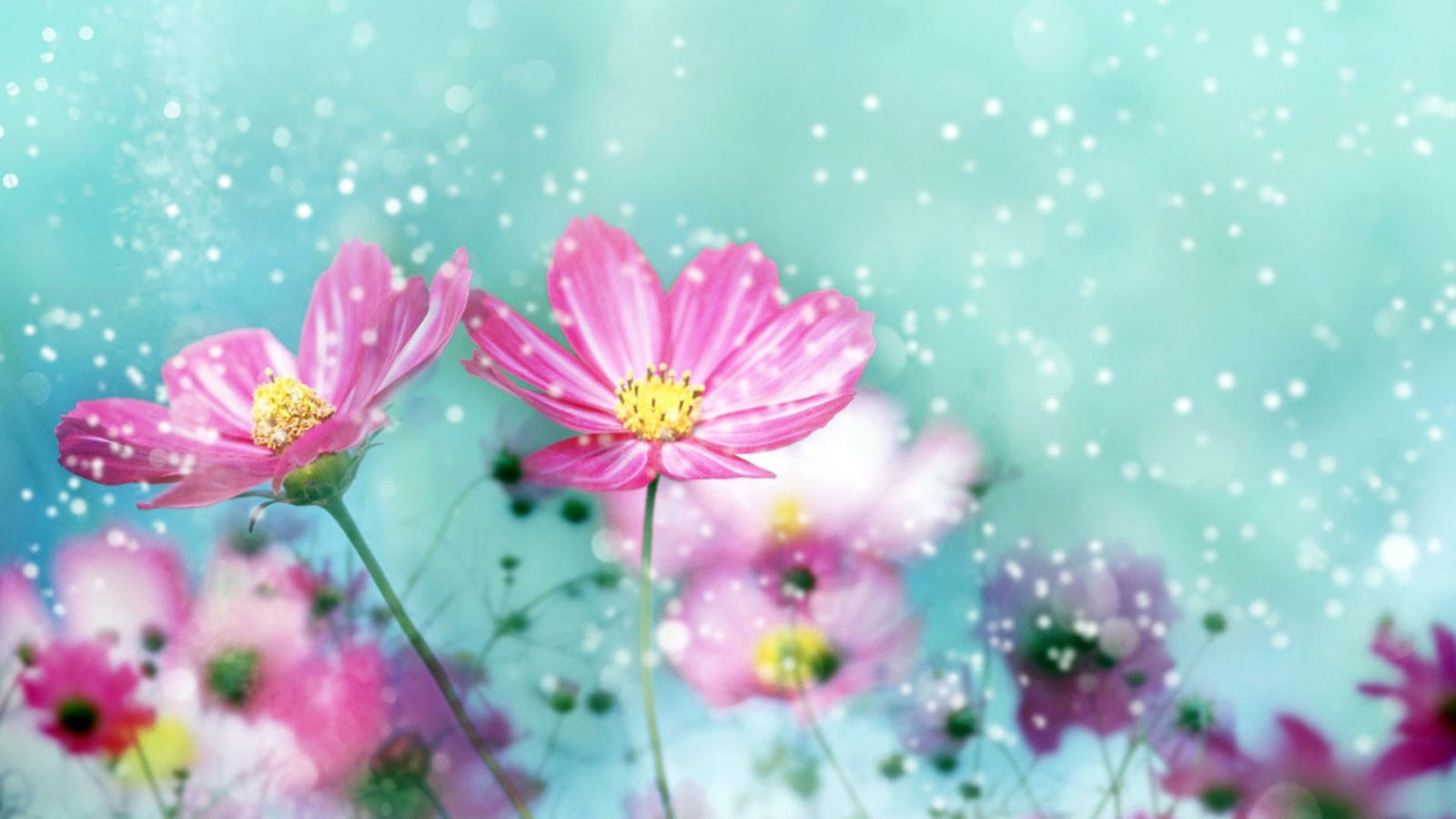 Flower Wallpaper HD Flower Wallpaper HD
