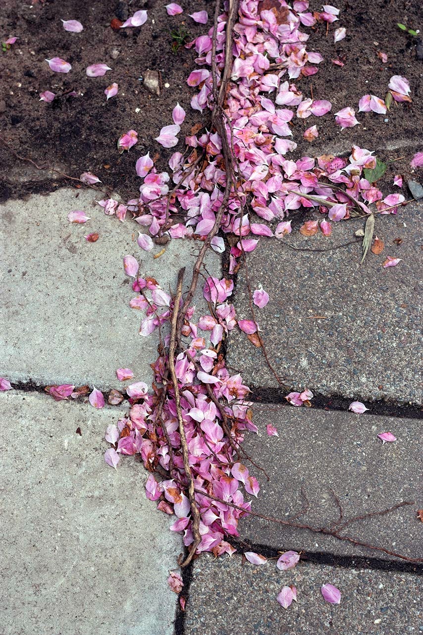 pink petals on the sidewalk