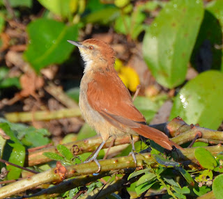 New Certhiaxis Species