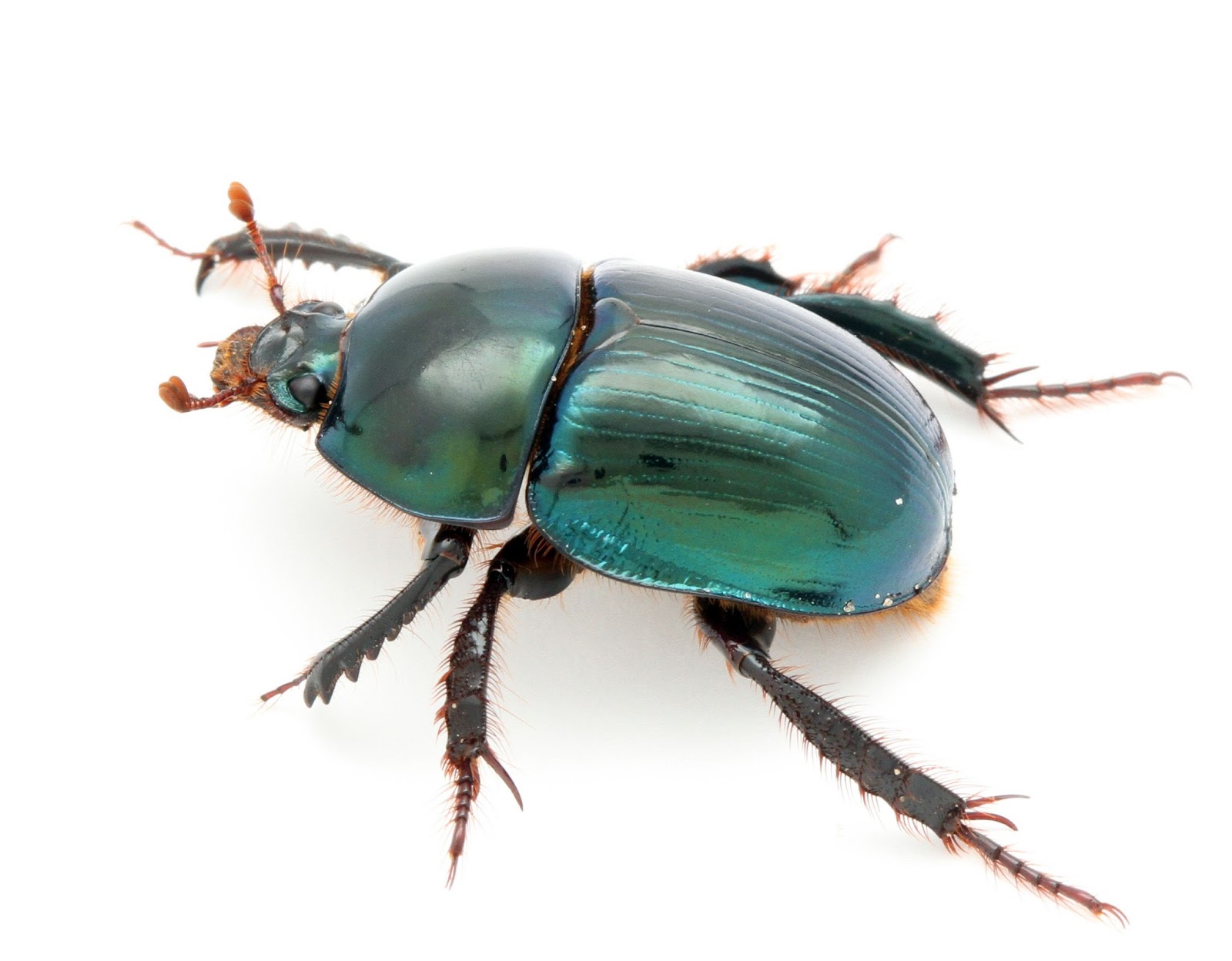 Scarab Beetle Hot Sex Picture