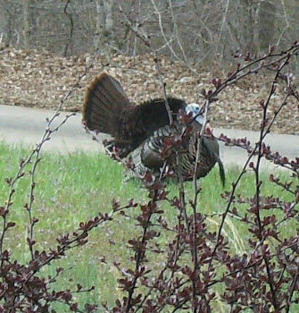Turkey in the Hollow