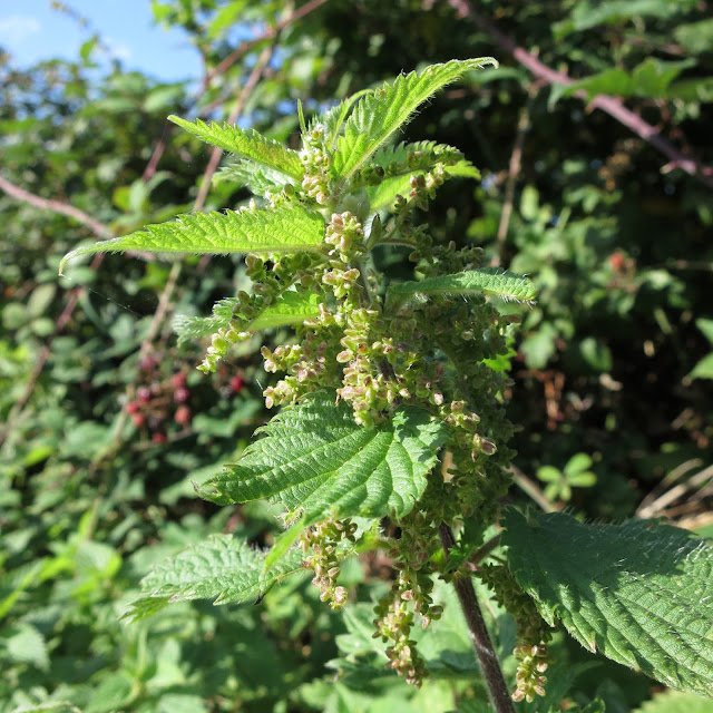 Nettle in hedgerow with unripe seeds