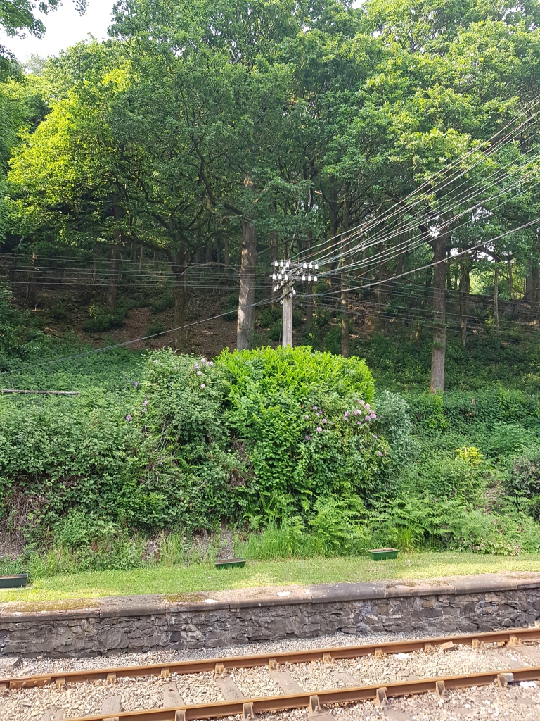 The Ham and Egger Files The Telegraph Pole Appreciation Society