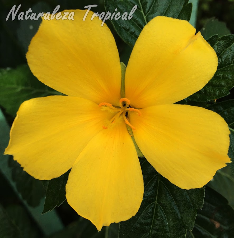 Flor típicas de la Marilope cubana, Turnera ulmifolia