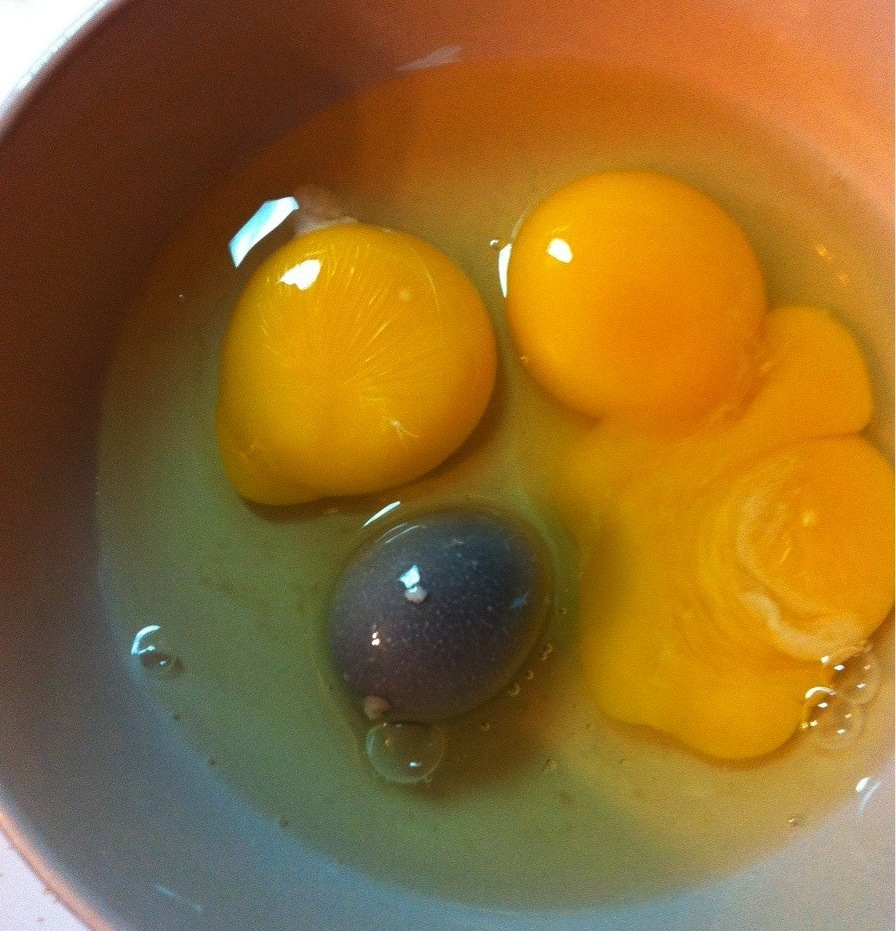 Воняют яйца. Яйцо куриное. Белок и желток в яйце. Желтое яйцо.