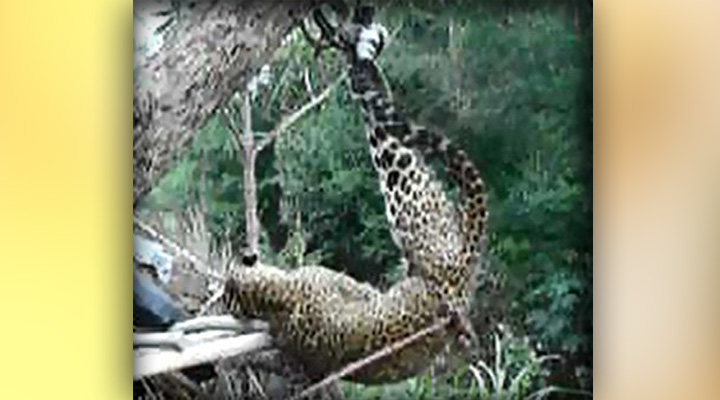 leopard-tendua-at-bijnore