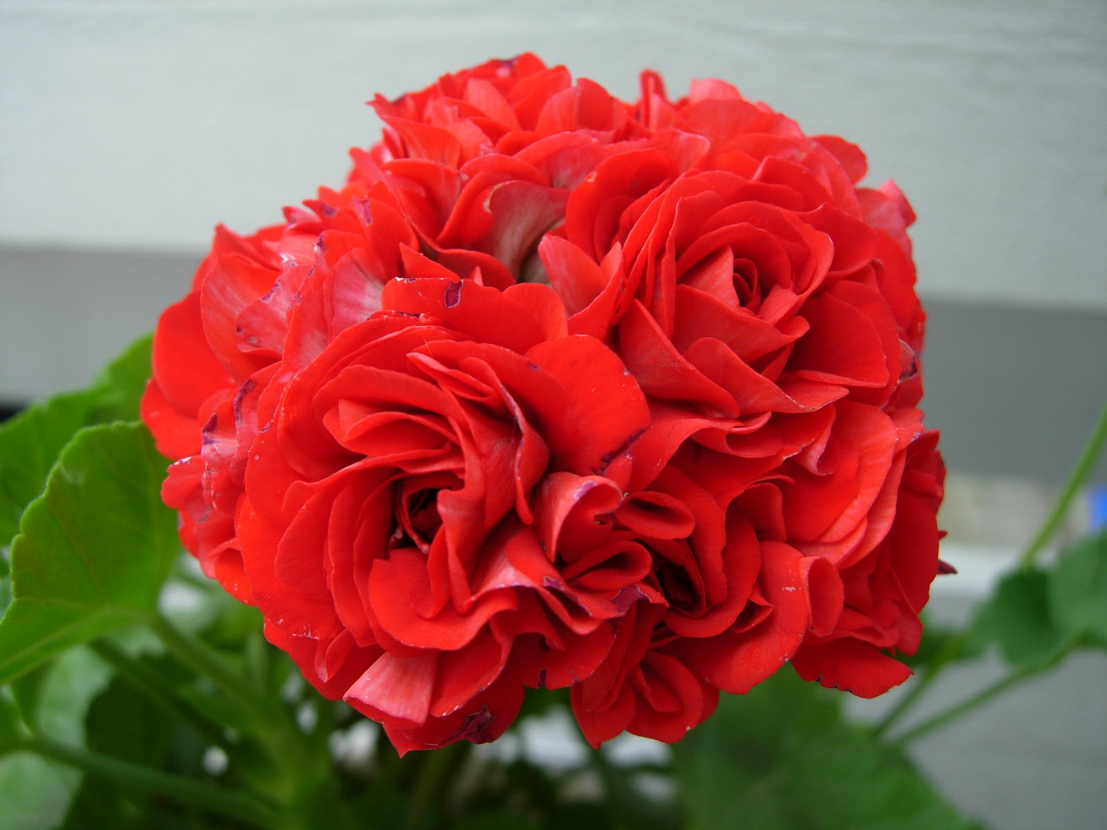 Pelargonernas Rike: Röd rosenknopp