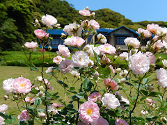 鎌倉文学館のバラ